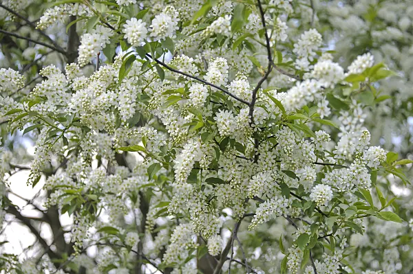 517213 - Bird cherry (Prunus padus)