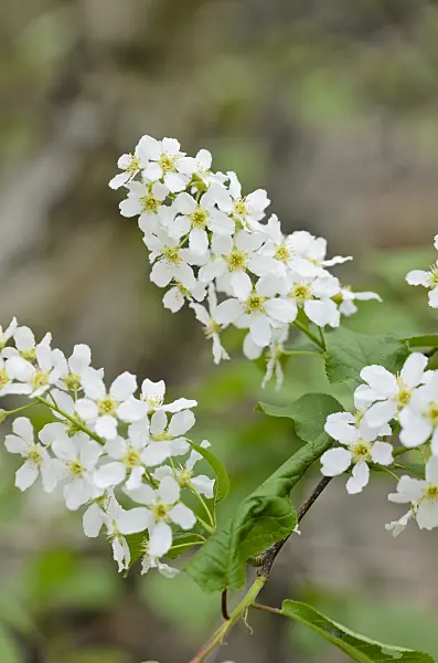 531052 - Bird cherry (Prunus padus)