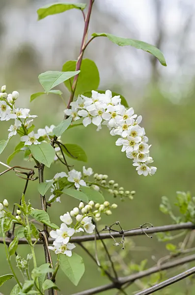 531053 - Bird cherry (Prunus padus)