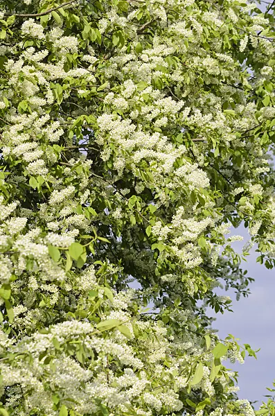 531055 - Bird cherry (Prunus padus)