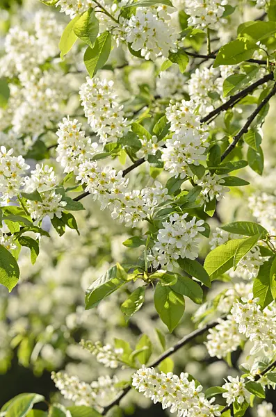 531056 - Bird cherry (Prunus padus)