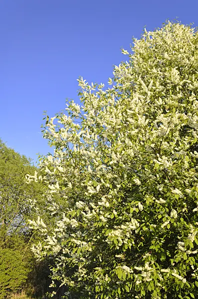 544012 - Bird cherry (Prunus padus)