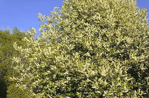 544013 - Bird cherry (Prunus padus)