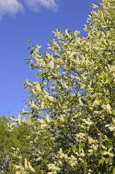 544015 - Bird cherry (Prunus padus)