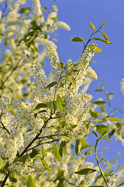 544016 - Bird cherry (Prunus padus)