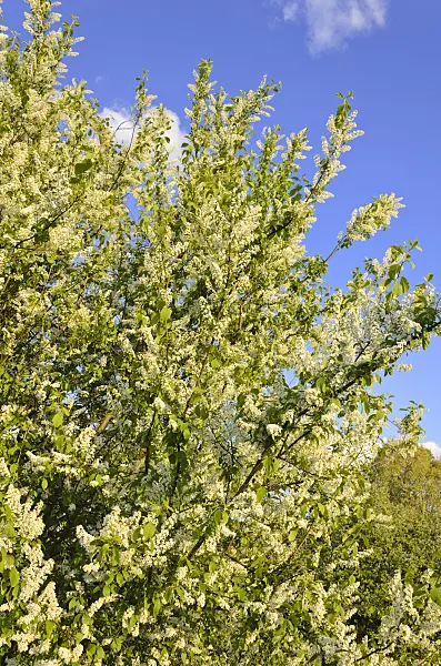 544017 - Bird cherry (Prunus padus)