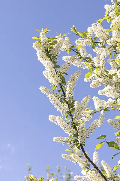 625327 - Bird cherry (Prunus padus 'Tiefurt')