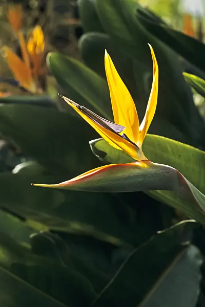 388146 - Bird of paradise flower (Strelitzia reginae)