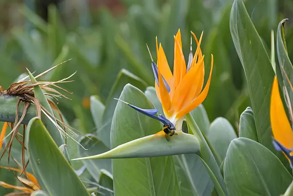 517484 - Bird of paradise flower (Strelitzia reginae)