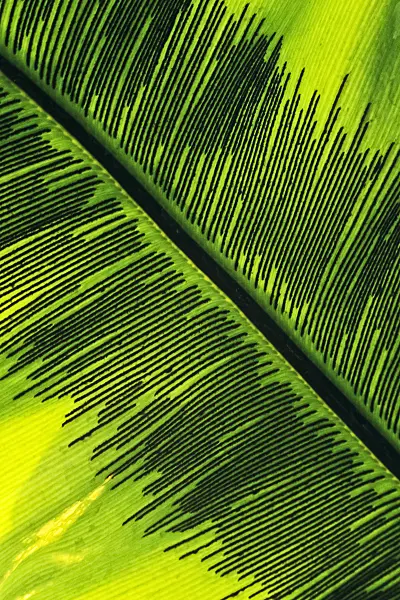 385015 - Bird's nest fern (Asplenium nidus)