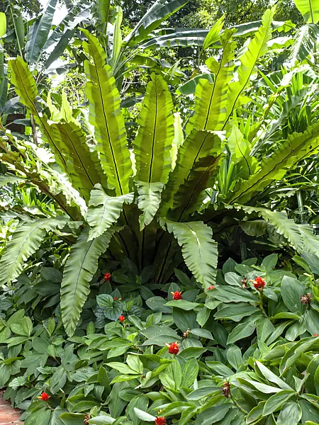 434271 - Bird's nest fern (Asplenium nidus) and spiral ginger (Costus)