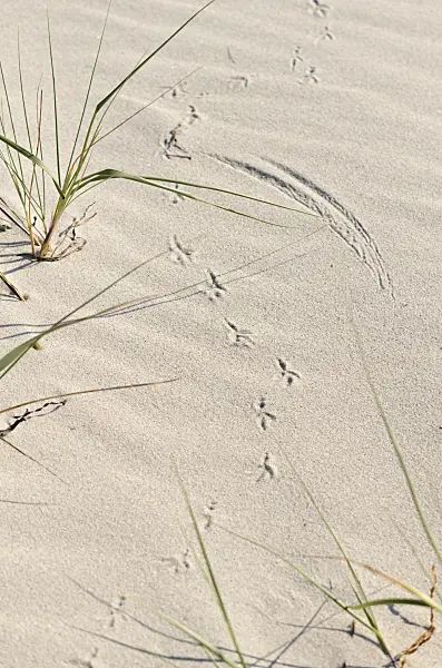 534326 - Bird tracks in the sand