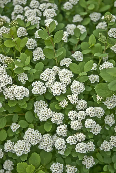 517245 - Birkenblättriger Spierstrauch (Spiraea betulifolia)