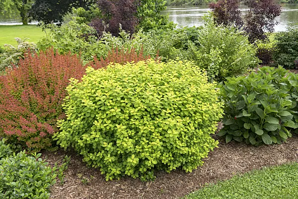 638348 - Birkenblättriger Spierstrauch (Spiraea betulifolia 'Tor Gold')