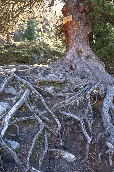 453084 - Bischofssitz in Aletsch Forest, Switzerland