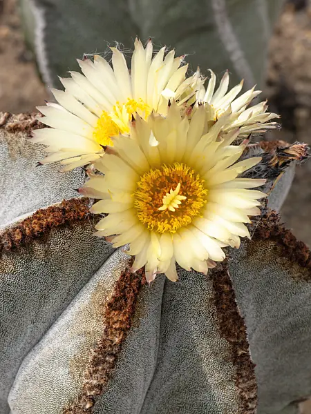 448099 - Bishop's cap cactus (Astrophytum myriostigma var. strongylogonum)