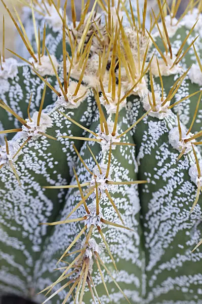 492003 - Bishop's cap cactus (Astrophytum ornatum)