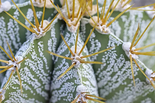 492005 - Bishop's cap cactus (Astrophytum ornatum)