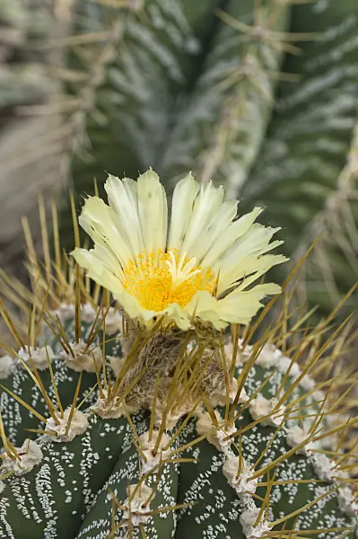 512030 - Bishop's cap cactus (Astrophytum ornatum)