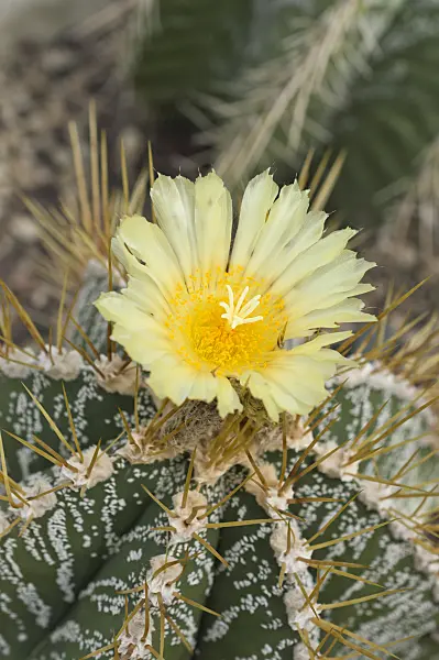 512031 - Bishop's cap cactus (Astrophytum ornatum)