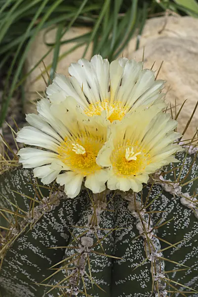 556127 - Bishop's cap cactus (Astrophytum ornatum)