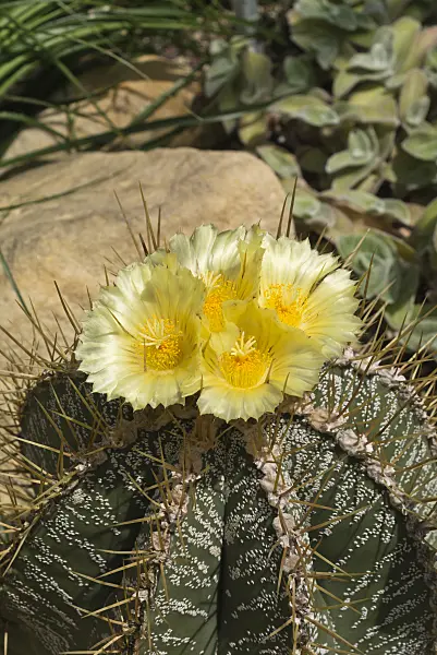 558307 - Bishop's cap cactus (Astrophytum ornatum)
