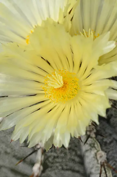 572099 - Bishop's cap cactus (Astrophytum ornatum)