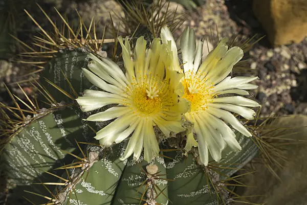 608116 - Bishop's cap cactus (Astrophytum ornatum)