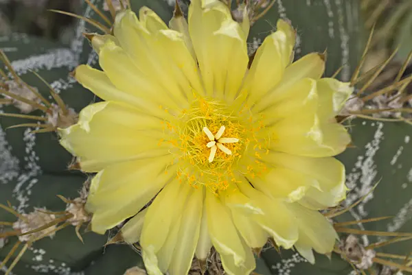 609016 - Bishop's cap cactus (Astrophytum ornatum)
