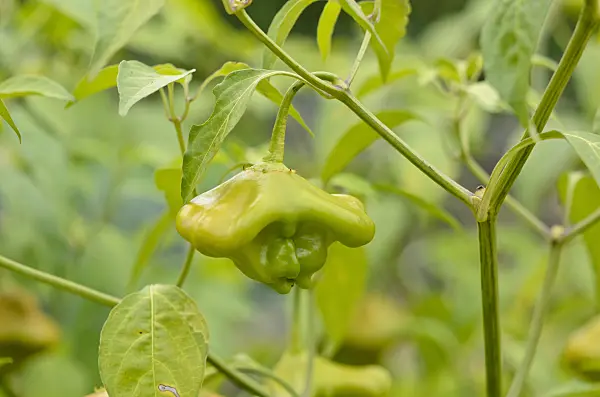 524066 - Bishop's crown (Capsicum baccatum)