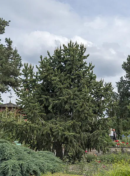 651435 - Bistlecone pine (Pinus aristata)