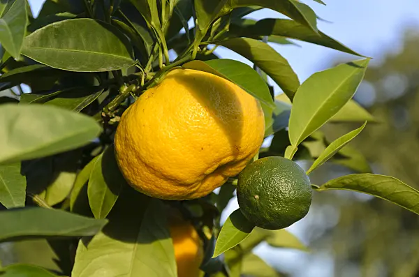 571023 - Bitter orange (Citrus aurantium 'Corniculata')