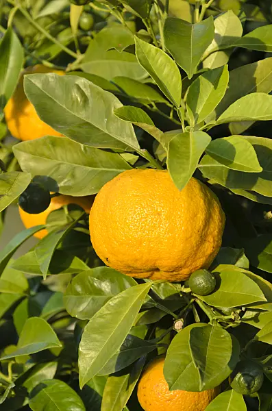 571022 - Bitter orange (Citrus aurantium 'Dolce del Gargano')