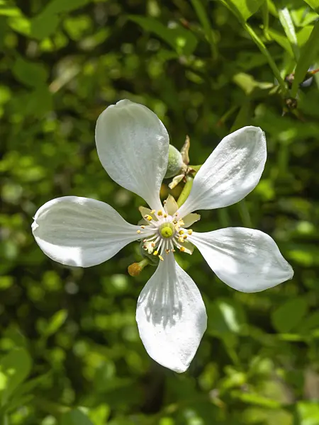 437433 - Bitter orange (Poncirus trifoliata)