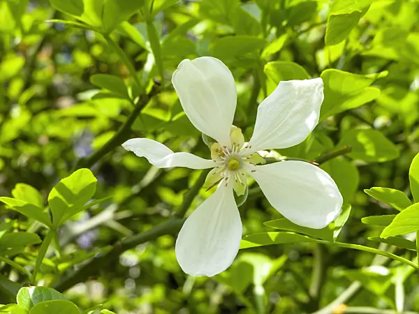 437434 - Bitter orange (Poncirus trifoliata)