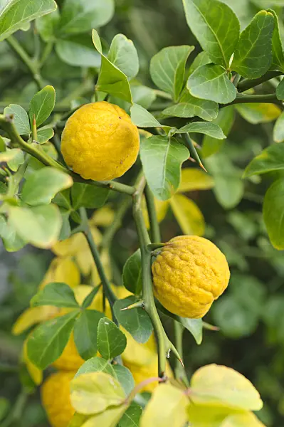 476271 - Bitter orange (Poncirus trifoliata)