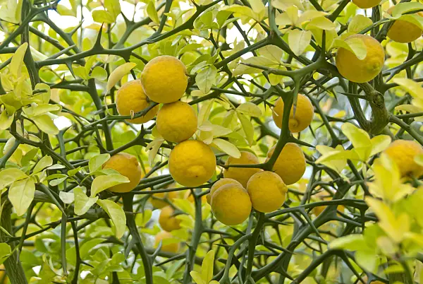 502323 - Bitter orange (Poncirus trifoliata)