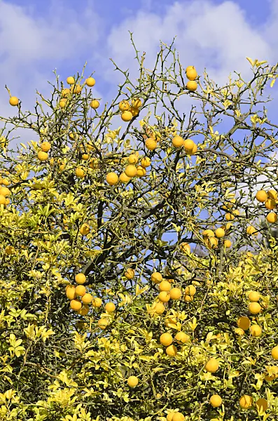 525355 - Bitter orange (Poncirus trifoliata)