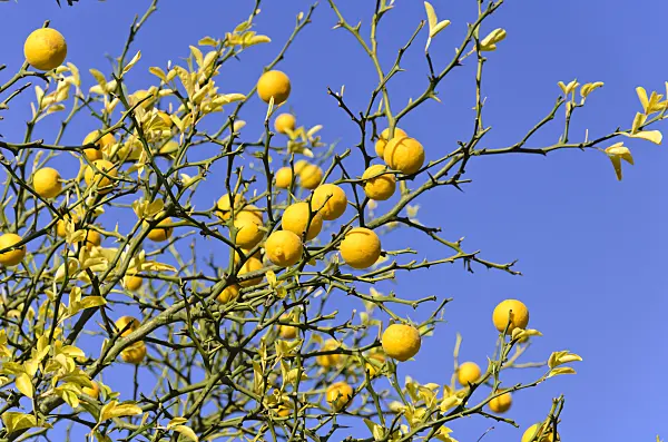 525357 - Bitter orange (Poncirus trifoliata)