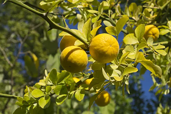 597014 - Bitter orange (Poncirus trifoliata)