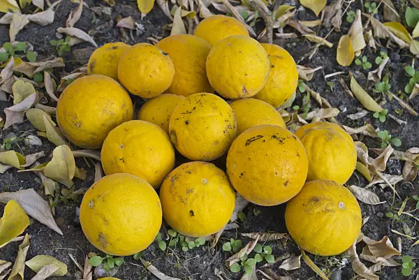 597023 - Bitter orange (Poncirus trifoliata)