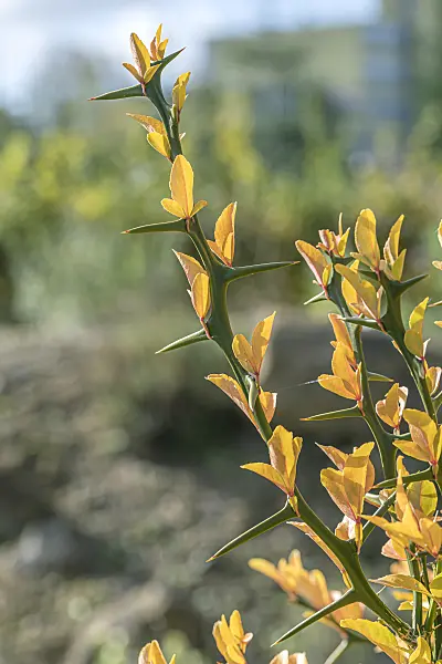 651445 - Bitter orange (Poncirus trifoliata)
