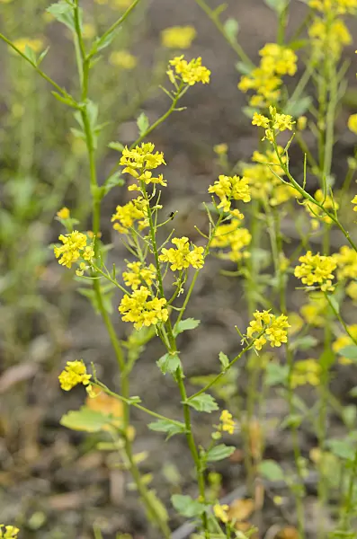 520221 - Bittercress (Barbarea vulgaris)