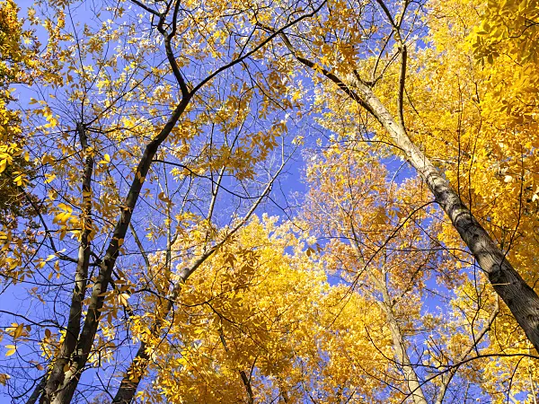 465230 - Bitternut hickory (Carya cordiformis)