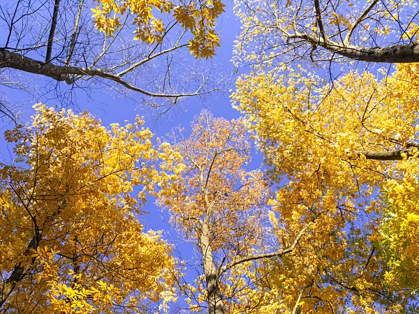 465231 - Bitternut hickory (Carya cordiformis)