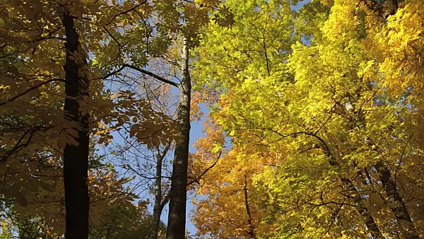 513071 - Bitternut hickory (Carya cordiformis)