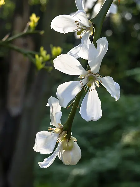 460055 - Bitterorange (Poncirus trifoliata)