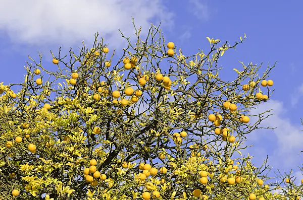 525356 - Bitterorange (Poncirus trifoliata)