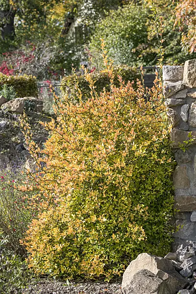 651444 - Bitterorange (Poncirus trifoliata)