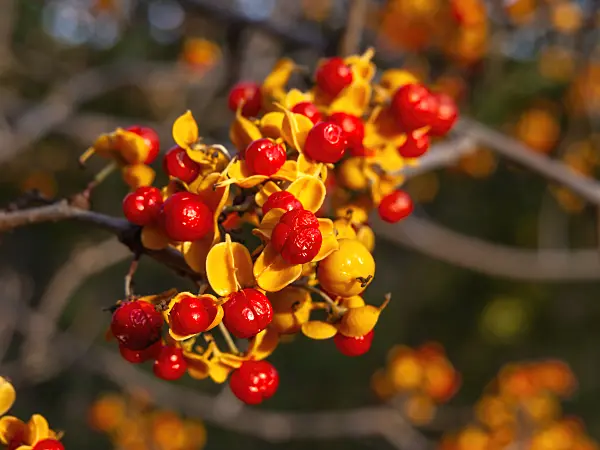 431087 - Bittersweet (Celastrus)